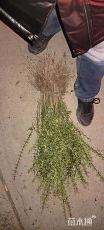 高度35厘米迎春花