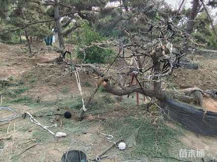 高度150厘米黑松