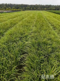 高度40厘米金叶石菖蒲