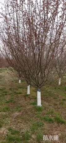 10公分绚丽海棠