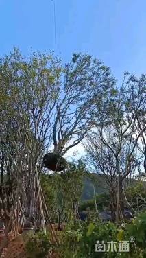 10公分多杆朴树