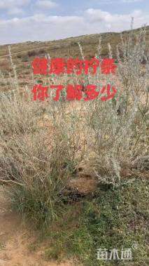 高度100厘米柠条