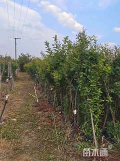 3公分清香木