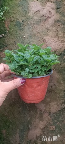 高度15厘米薄荷