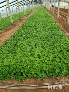 高度10厘米二月兰