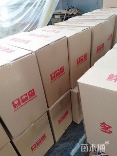 高度6厘米银叶菊