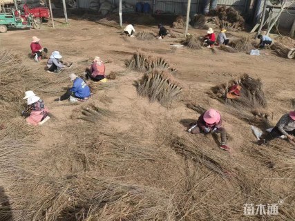 高度50厘米刺槐小苗