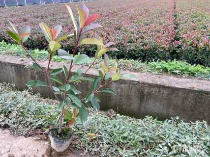 高度20厘米红花继木