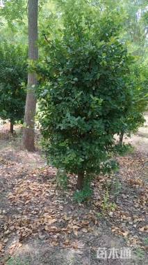 高度150厘米胶东卫矛