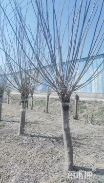 9公分红梅