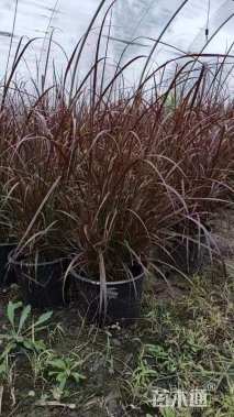 高度50厘米紫叶狼尾草