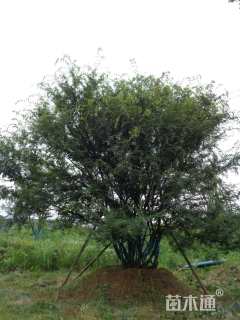 150公分榆树