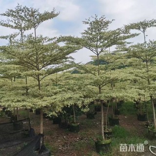5公分锦叶榄仁