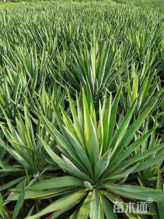 高度50厘米剑麻