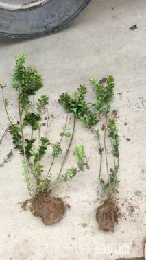 高度50厘米小叶丁香