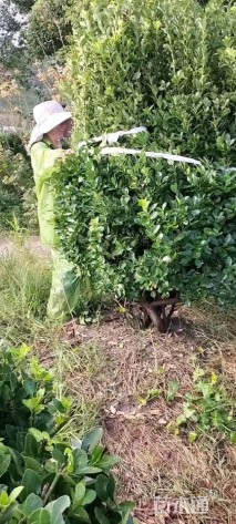 冠幅80厘米大叶黄杨球