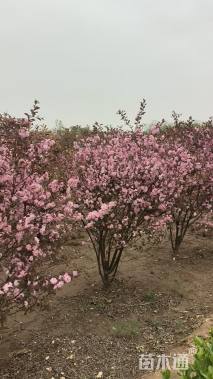 高度150厘米红叶榆叶梅