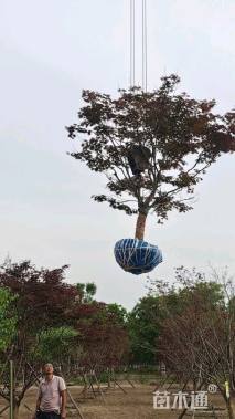 10公分日本红枫