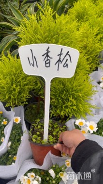 高度40厘米甘松