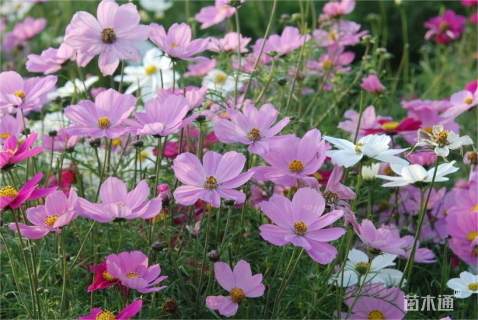 高度40厘米波斯菊