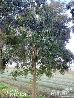 12公分大叶女贞