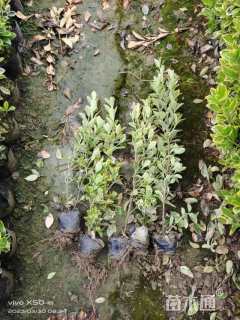 高度35厘米金边黄杨