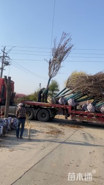 10公分高杆樱花