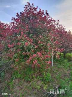 12公分红叶石楠