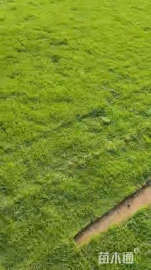 草卷状百慕大草