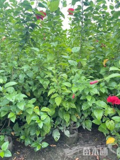 高度100厘米大红花