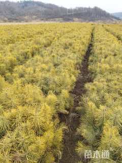 高度30厘米樟子松