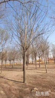 15公分国槐