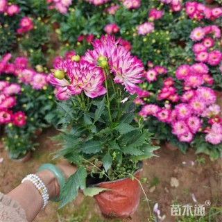 高度25厘米大丽花