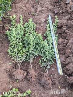 高度80厘米大叶黄杨