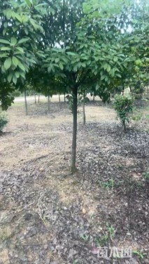 8公分红叶石楠