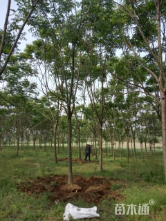 20公分黄山栾树