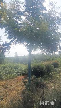 15公分栾树