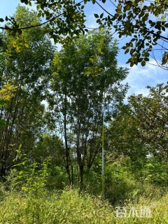 高度700厘米丛生白蜡