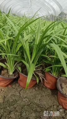 高度25厘米吉祥草