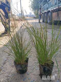 高度50厘米小兔子狼尾草