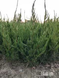 高度150厘米龙柏