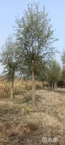 15公分柳树