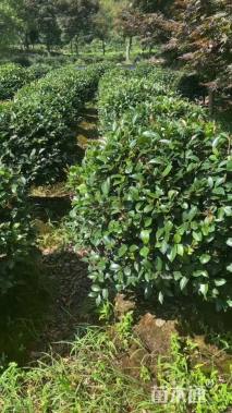 冠幅120厘米茶梅球