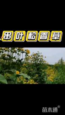 串叶松香草种子