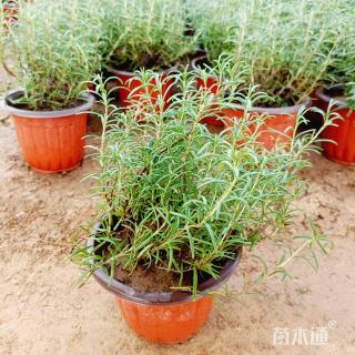 高度60厘米迷迭香