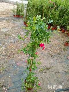 高度100厘米蔷薇