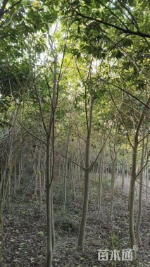 5公分红果冬青