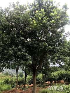 12公分高杆杨梅