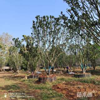 10公分香柚