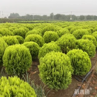 冠幅120厘米洒金柏球